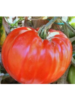 Heirloom Seeds(BIRRI) Tomatoes – Supersteak Homestead
