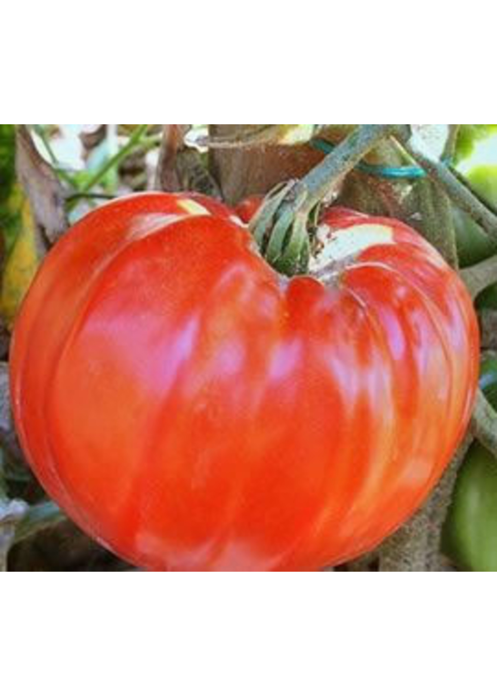 Heirloom Seeds(BIRRI) Tomatoes – Supersteak Homestead