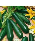 Heirloom Seeds(BIRRI) Squash- Zucchini Black Beauty