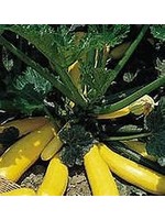 Heirloom Seeds(BIRRI) Squash- Zucchini Summer Crookneck-Yellow