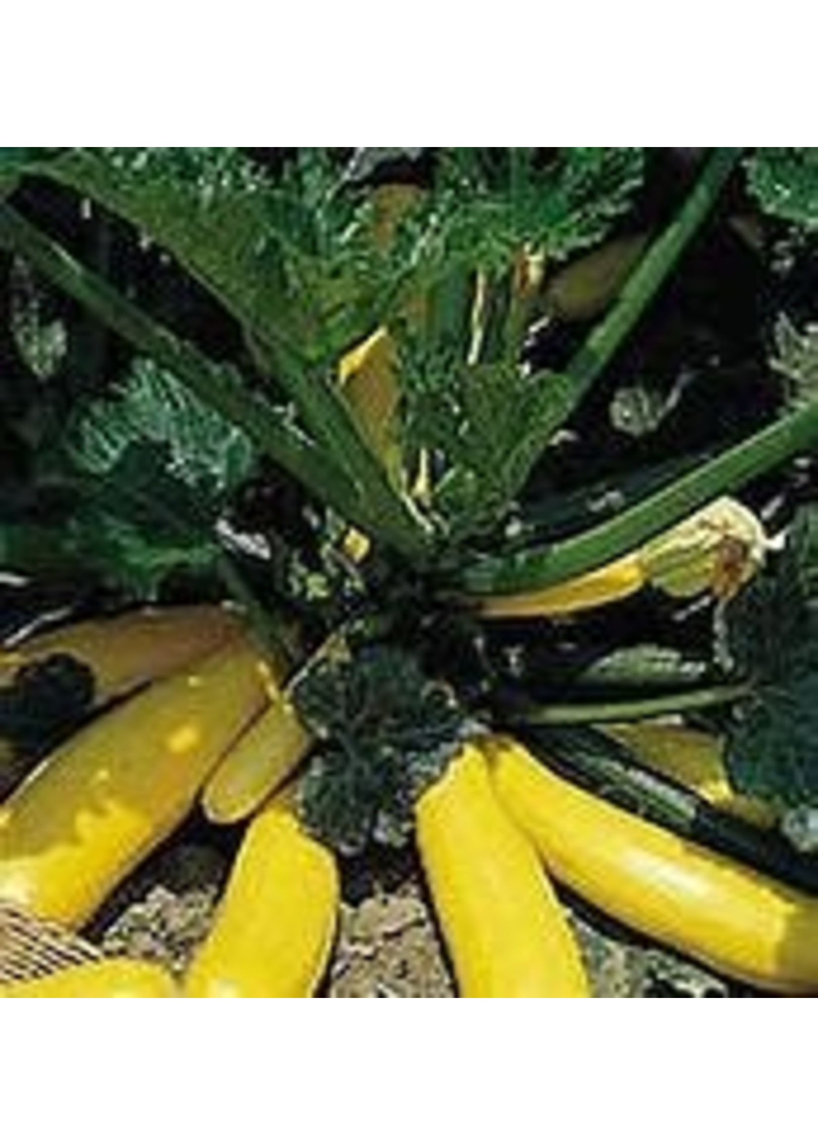 Heirloom Seeds(BIRRI) Squash- Zucchini Summer Crookneck-Yellow