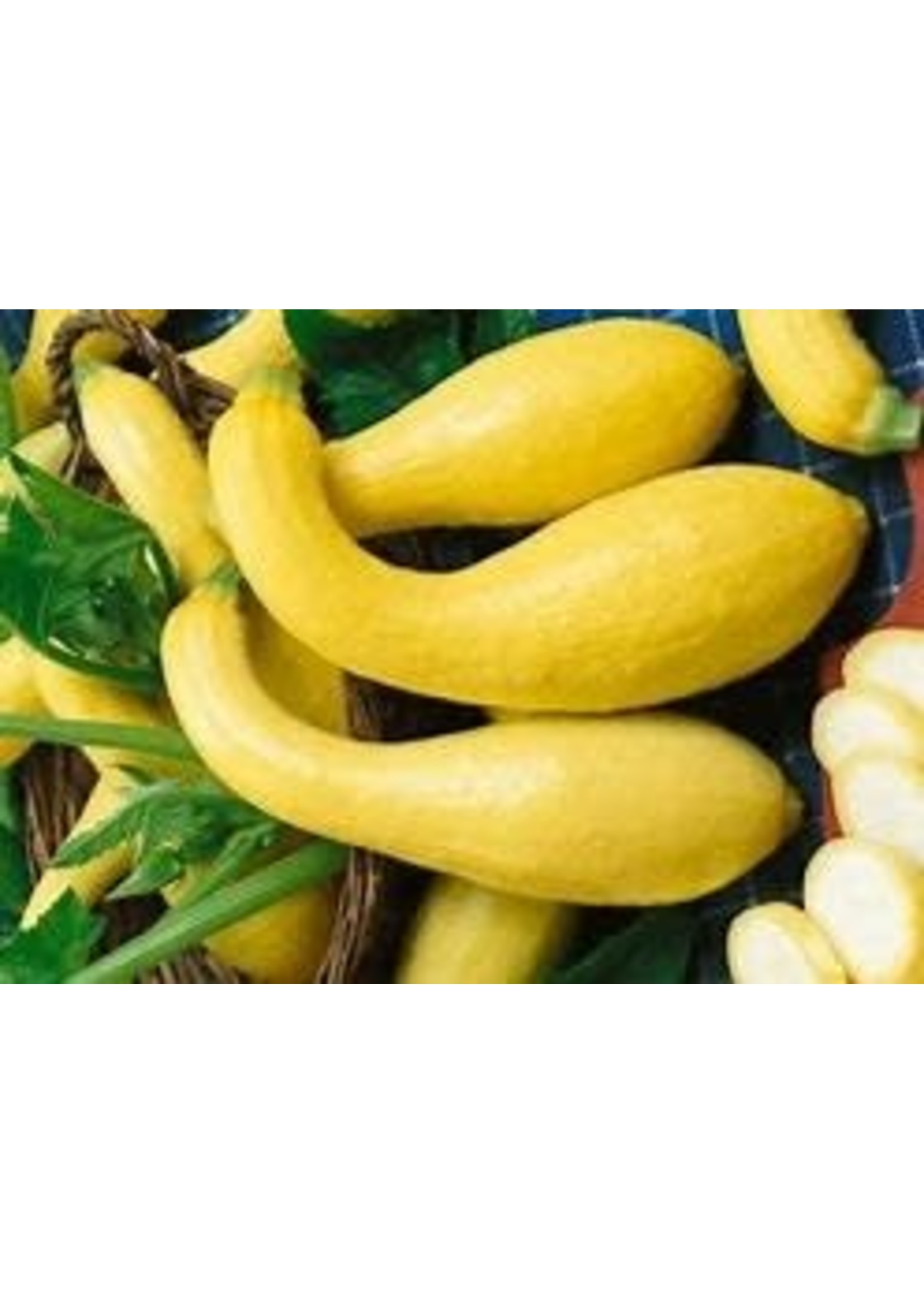 Heirloom Seeds(BIRRI) Squash- Zucchini Summer Crookneck-Yellow