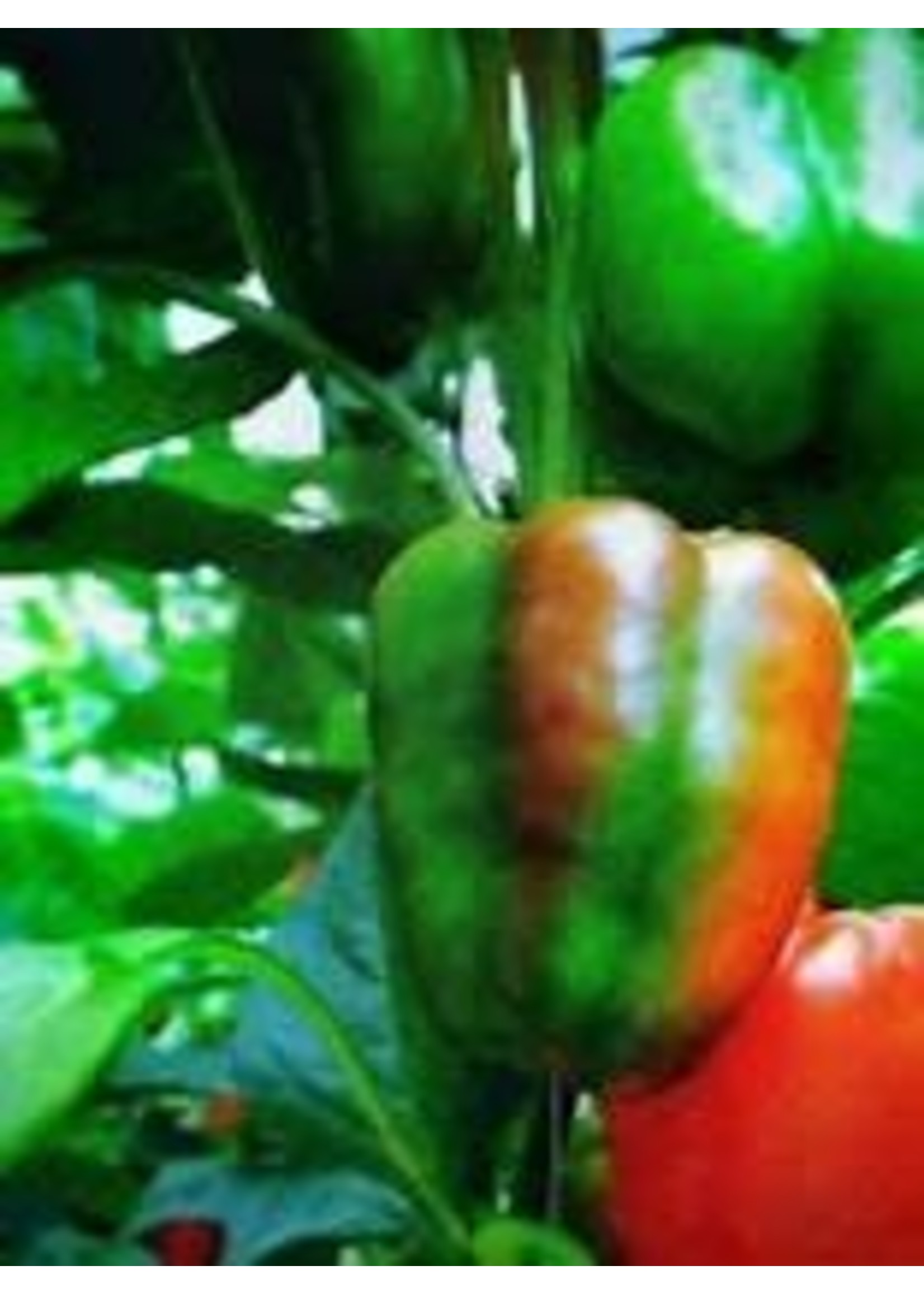 Heirloom Seeds(BIRRI) Peppers – Red Bell California Wonder