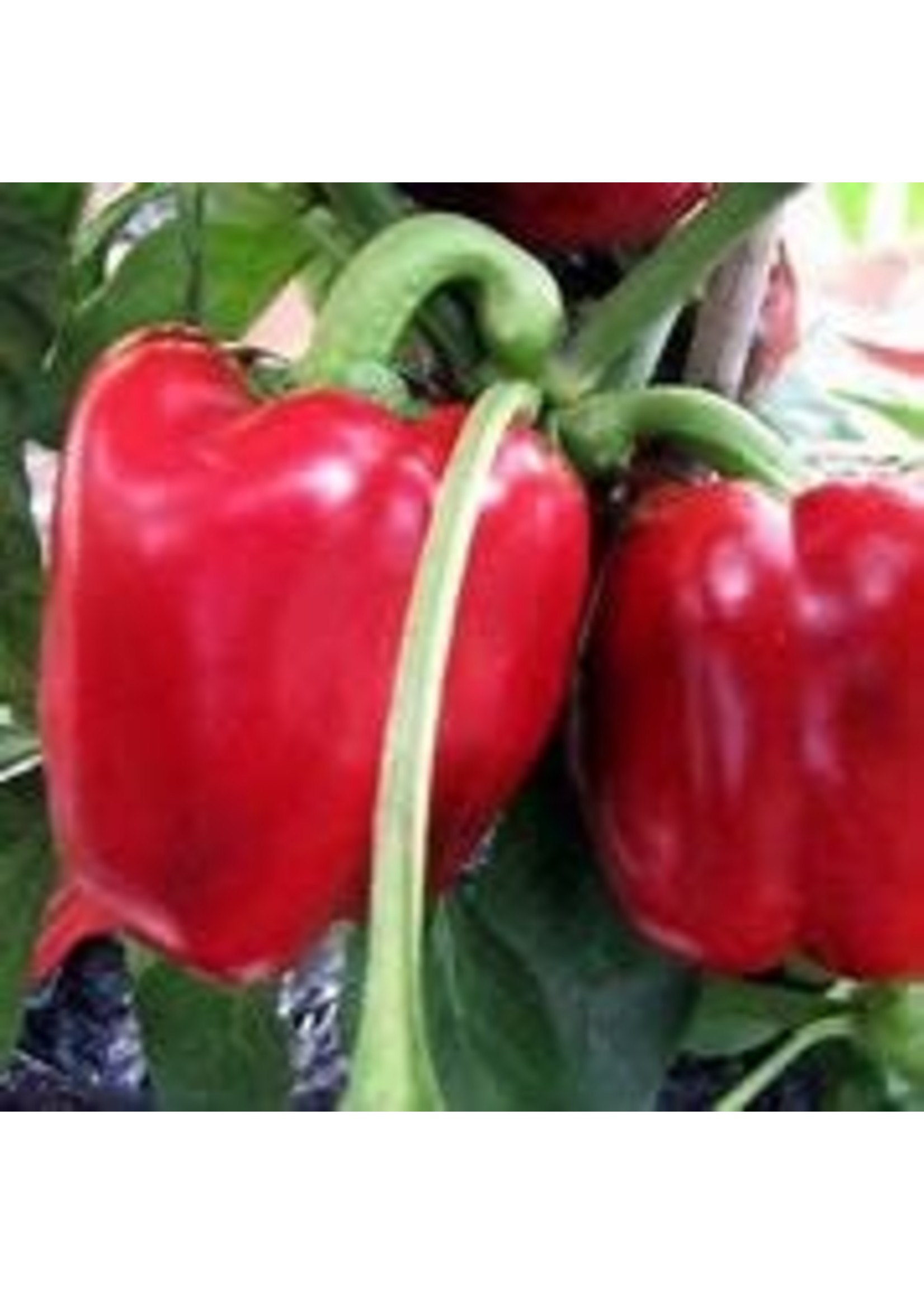 Heirloom Seeds(BIRRI) Peppers – Red Bell California Wonder