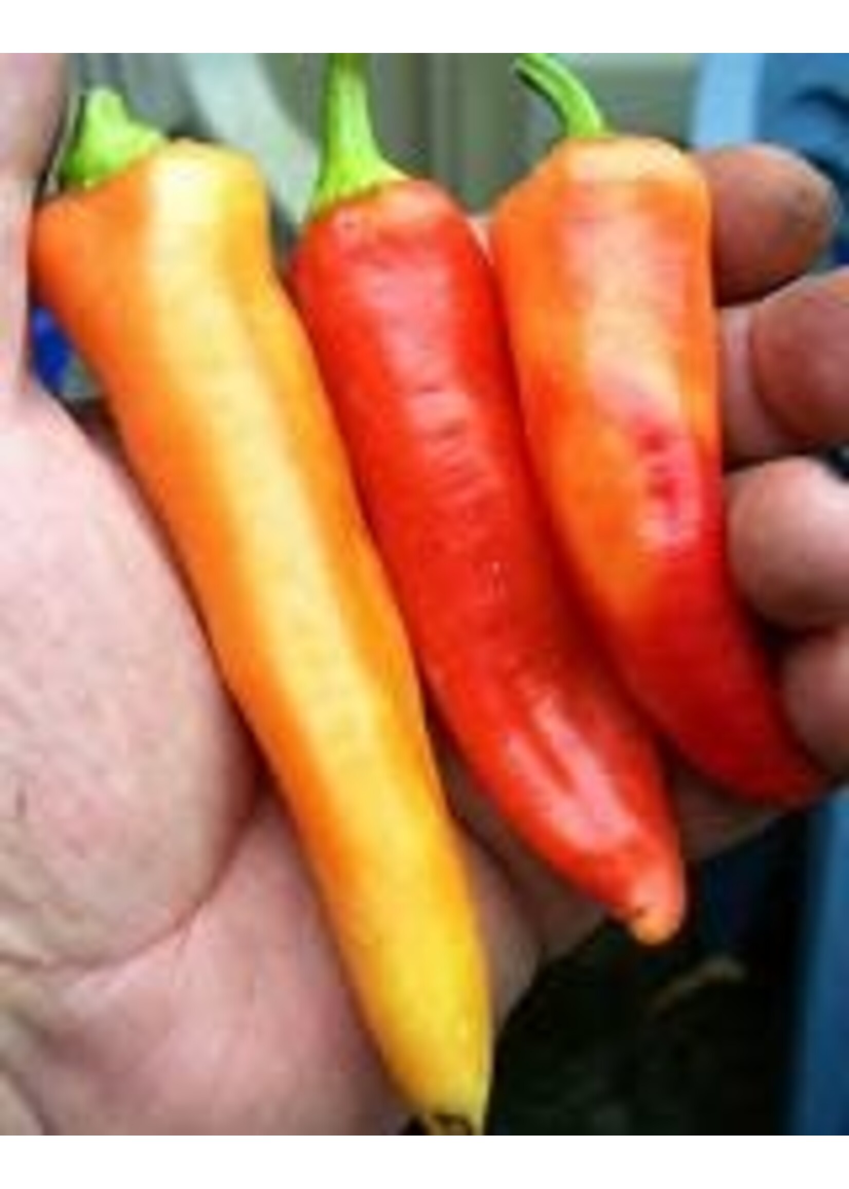 Heirloom Seeds(BIRRI) Peppers – Sweet Banana