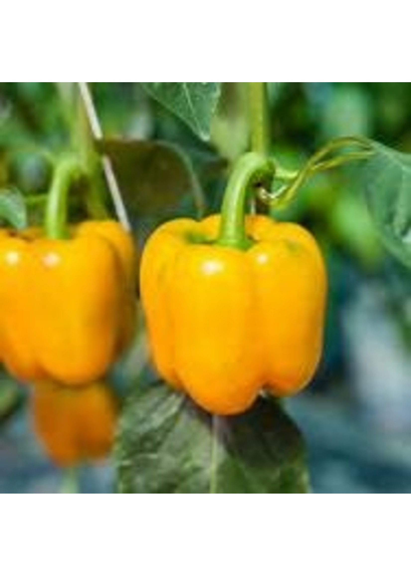 Heirloom Seeds(BIRRI) Peppers – Sweet Yellow Golden Calwonder