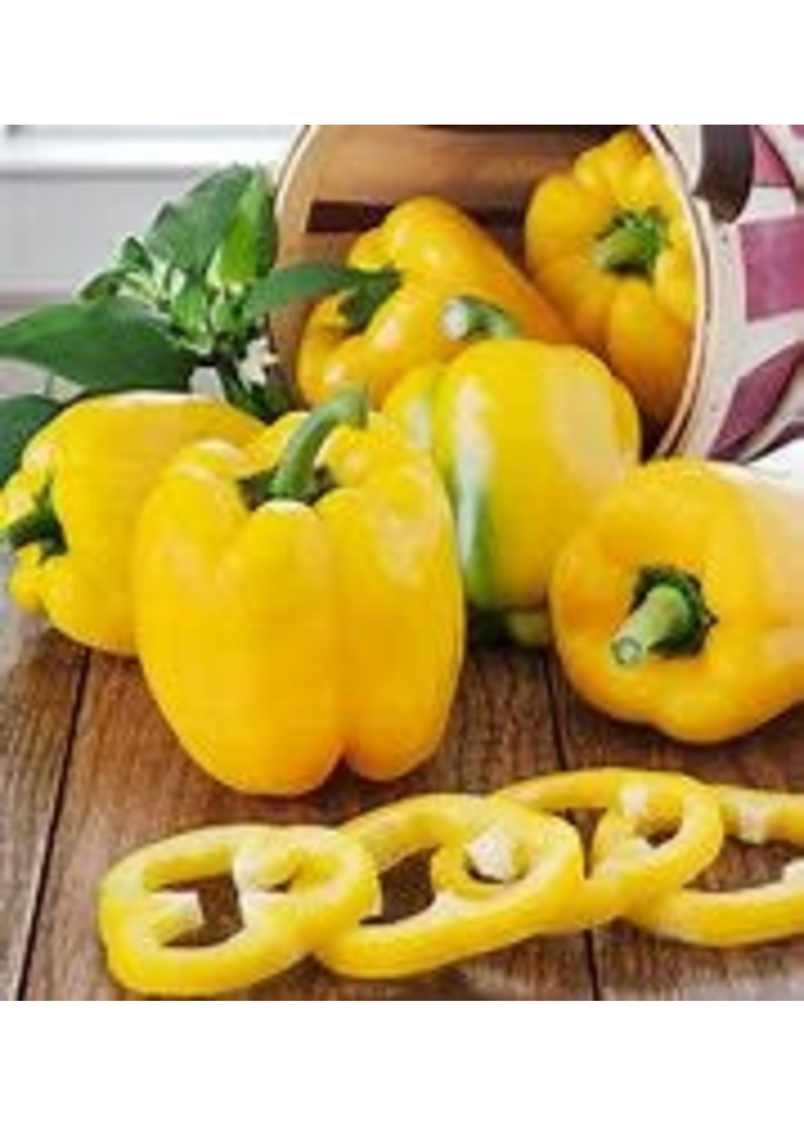 Heirloom Seeds(BIRRI) Peppers – Sweet Yellow Golden Calwonder