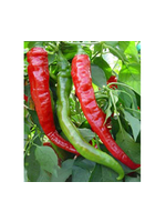 Heirloom Seeds(BIRRI) Hot Peppers – Cayenne Red Large Thick