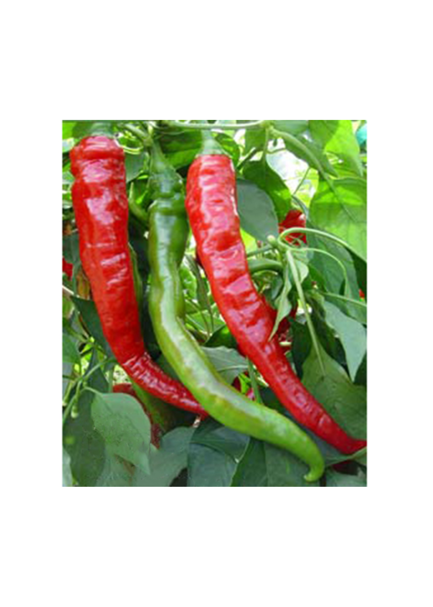 Heirloom Seeds(BIRRI) Hot Peppers – Cayenne Red Large Thick