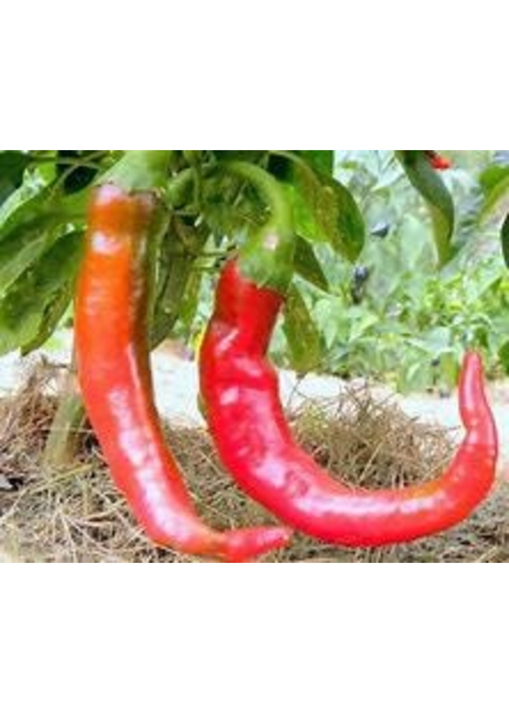 Heirloom Seeds(BIRRI) Hot Peppers – Cayenne Red Large Thick