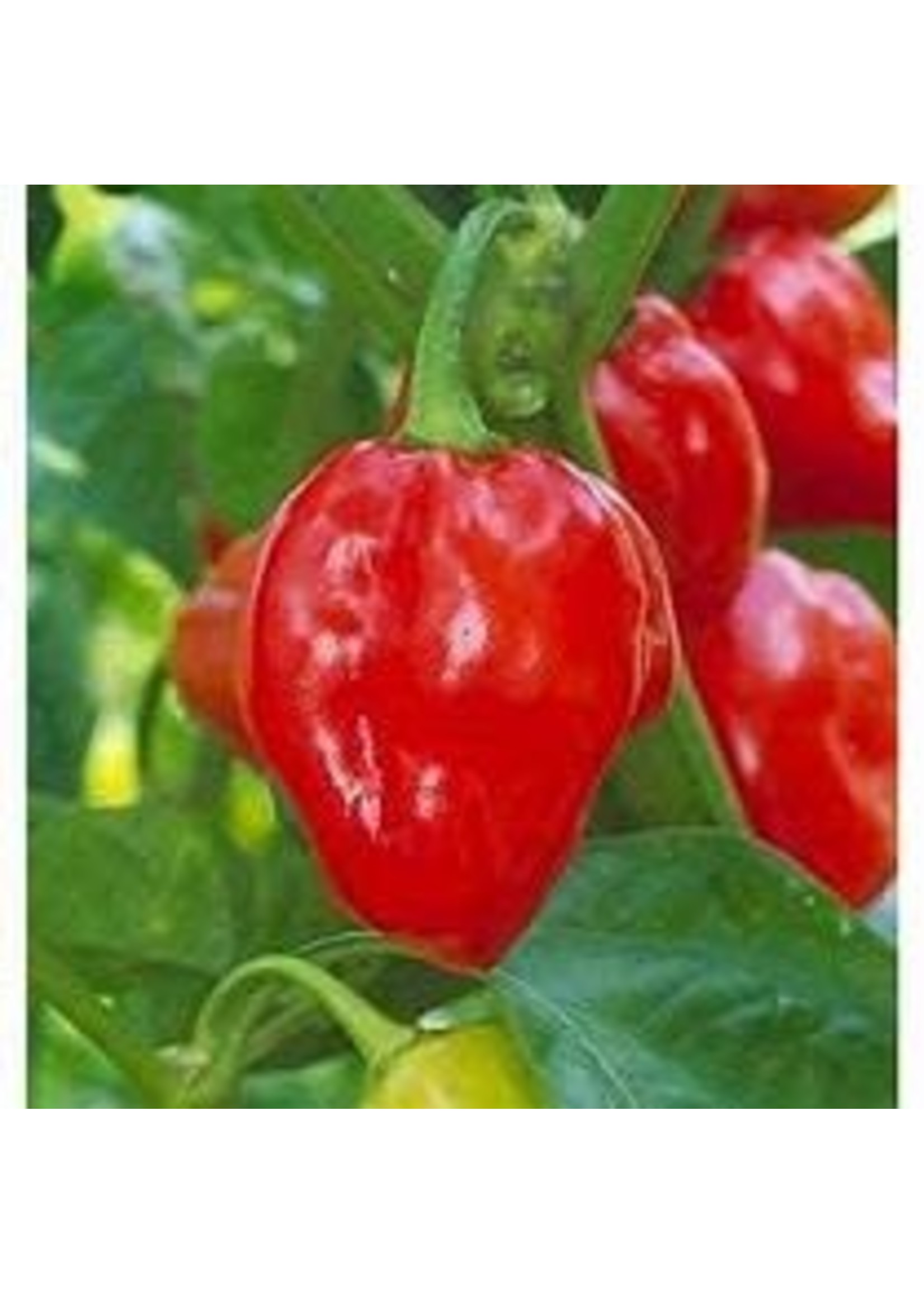 Heirloom Seeds(BIRRI) Hot Peppers – Habanero Red