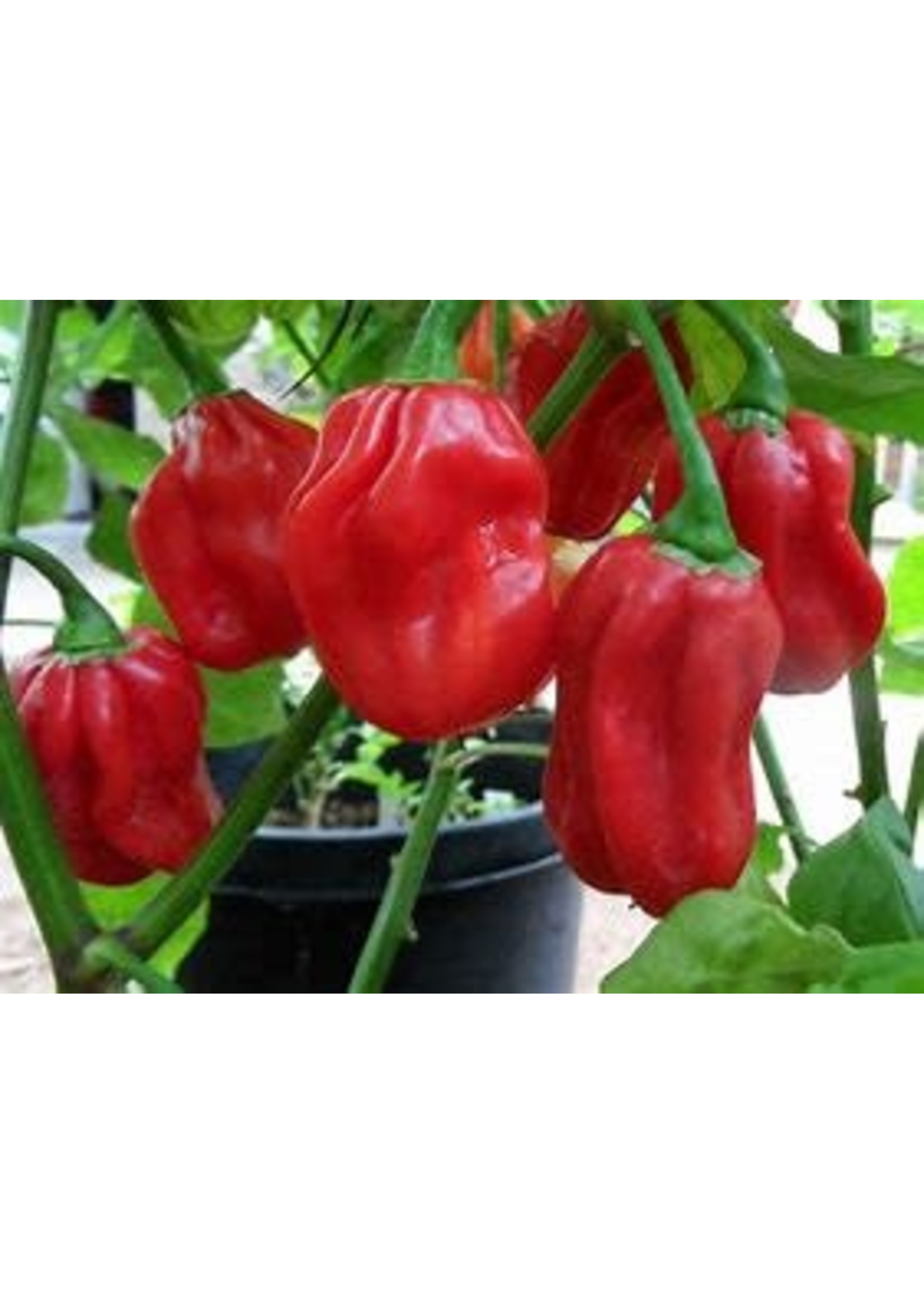 Heirloom Seeds(BIRRI) Hot Peppers – Habanero Red