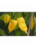 Heirloom Seeds(BIRRI) Hot Peppers – Habanero Yellow