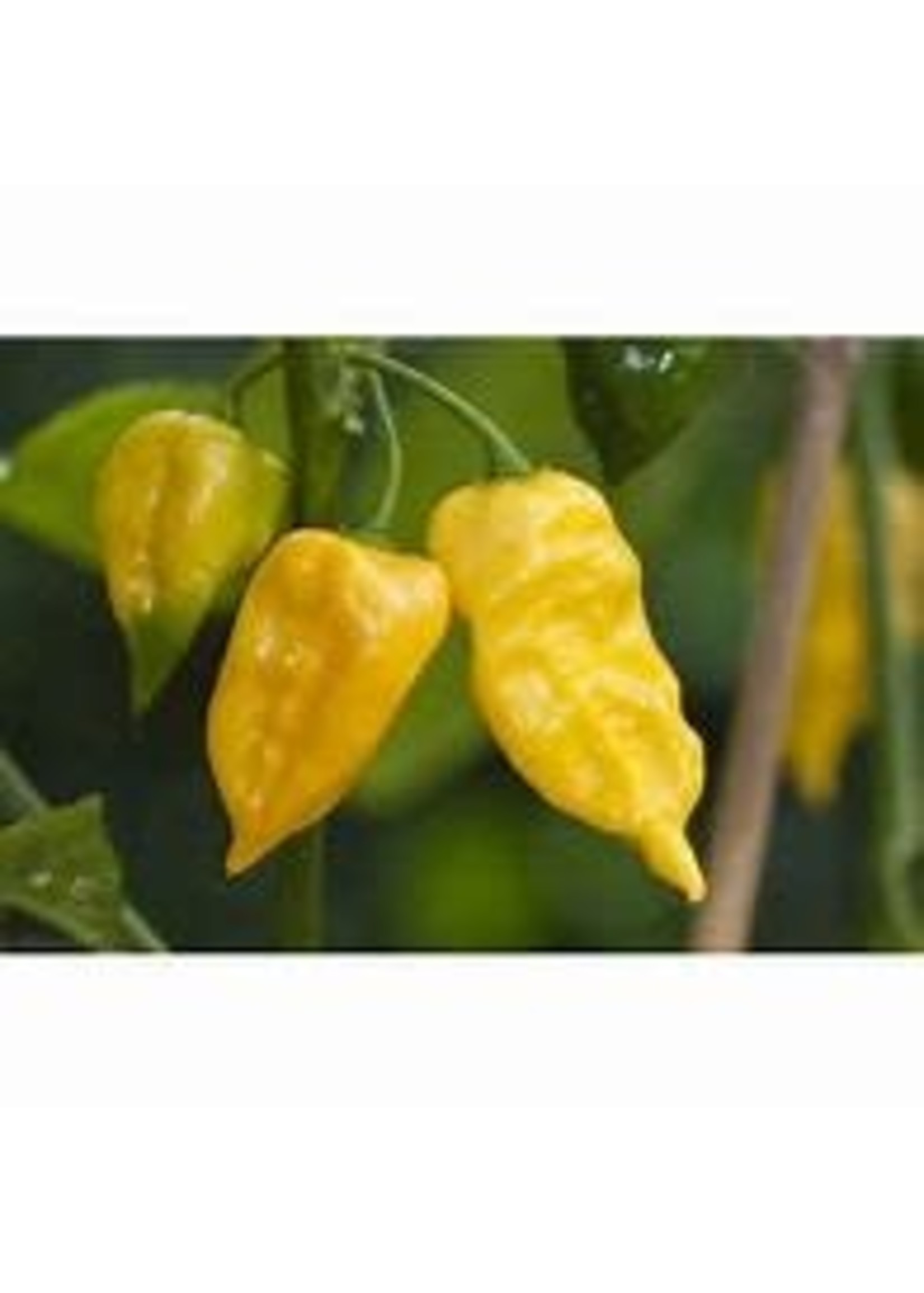 Heirloom Seeds(BIRRI) Hot Peppers – Habanero Yellow