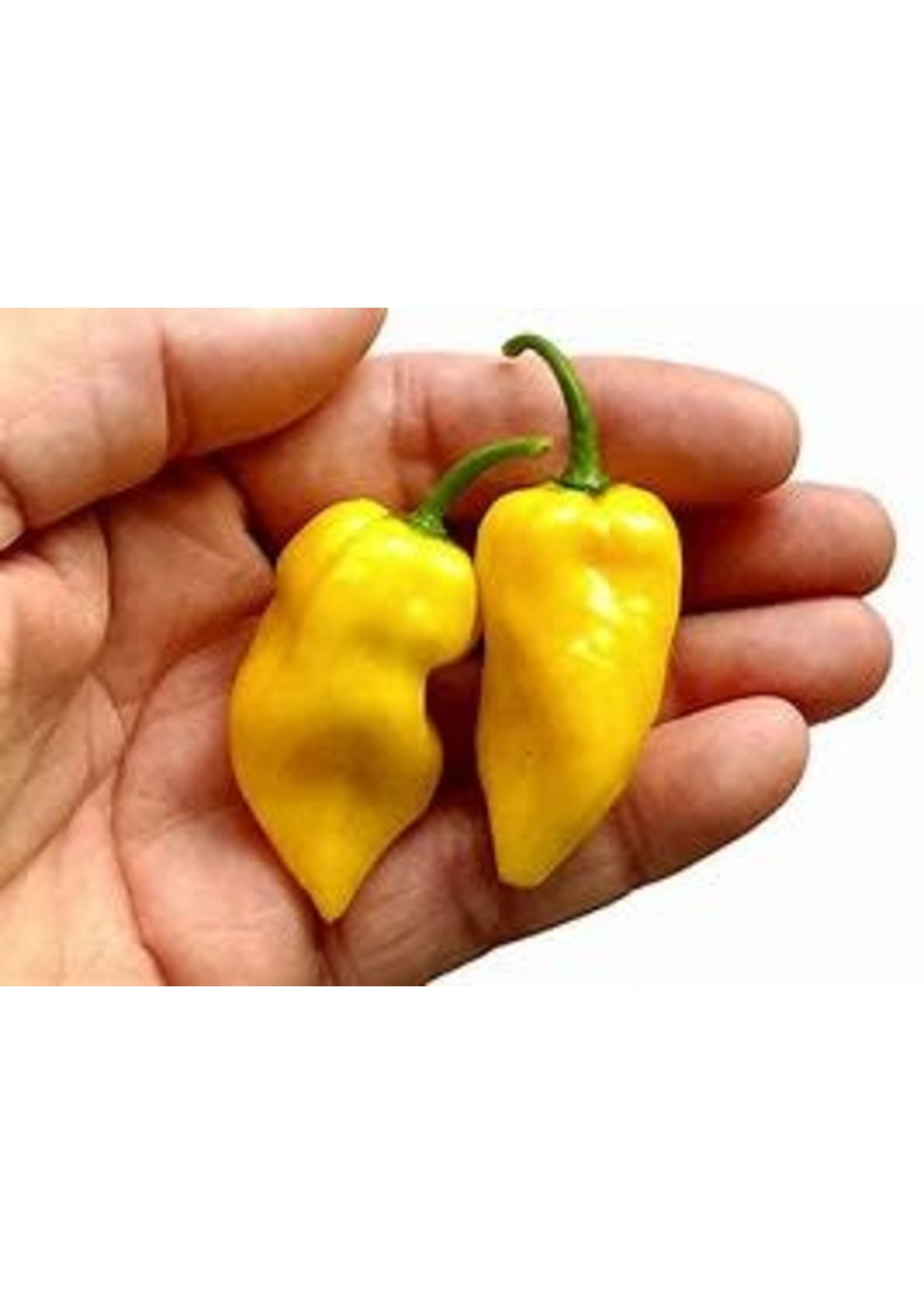 Heirloom Seeds(BIRRI) Hot Peppers – Habanero Yellow