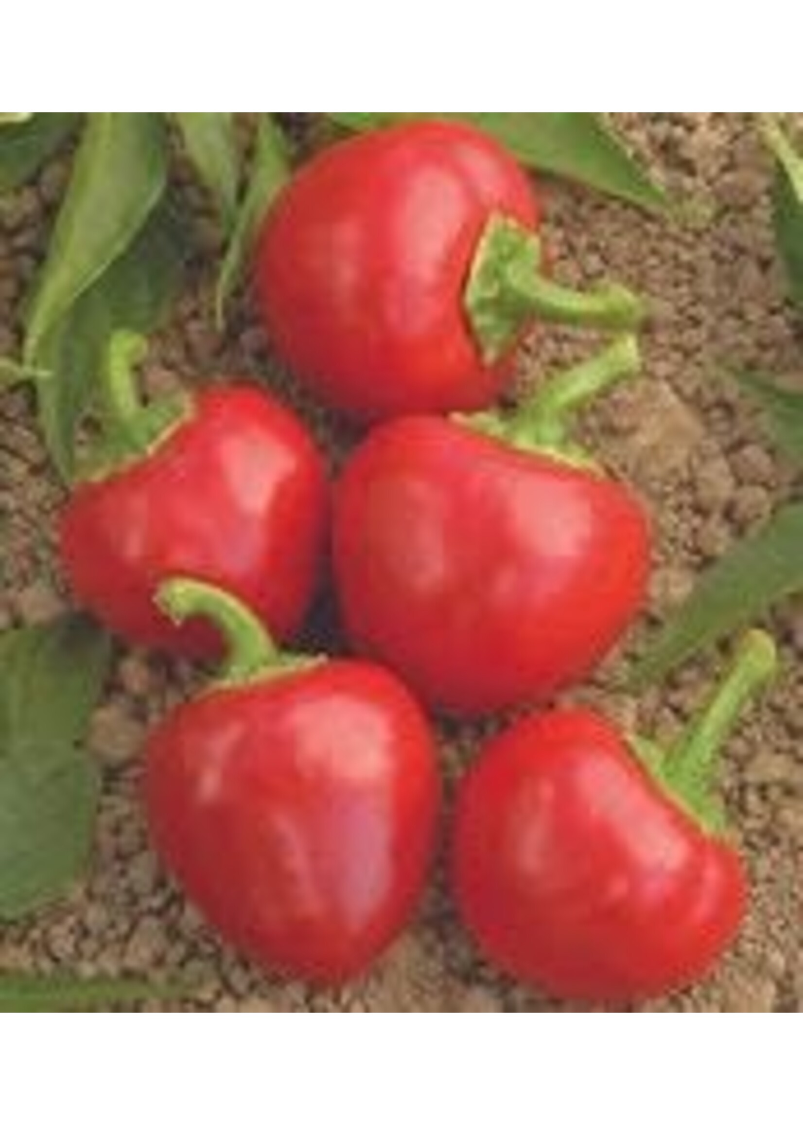 Heirloom Seeds(BIRRI) Hot Peppers – Small Cherry Hot