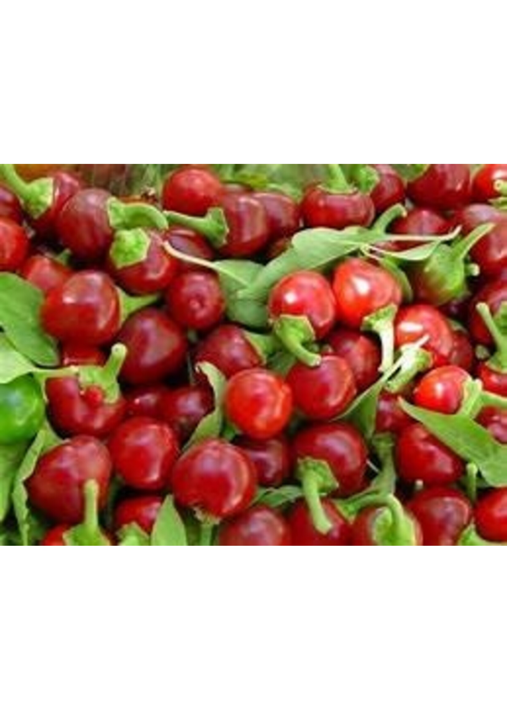 Heirloom Seeds(BIRRI) Hot Peppers – Small Cherry Hot