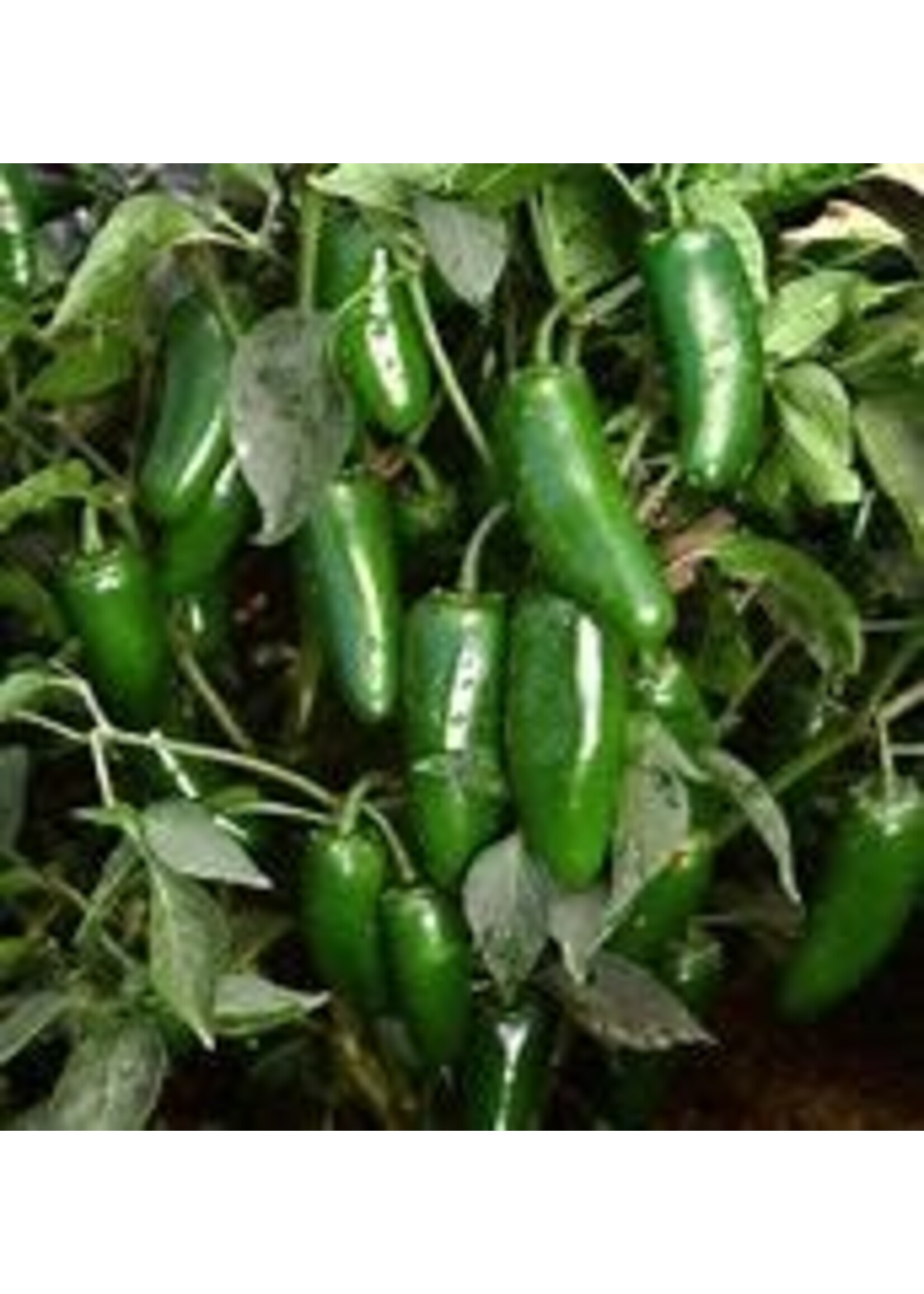 Heirloom Seeds(BIRRI) Hot Peppers – Jalapeno M