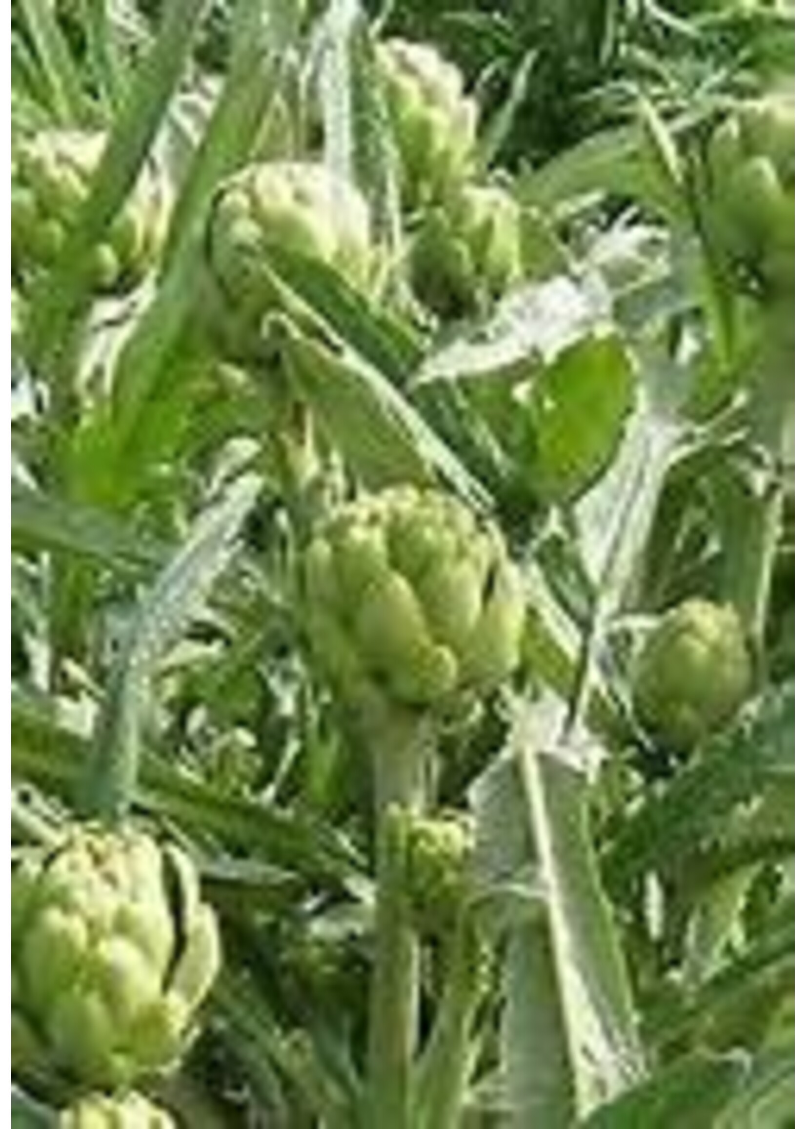 Heirloom Seeds(BIRRI) Artichoke Green Globe