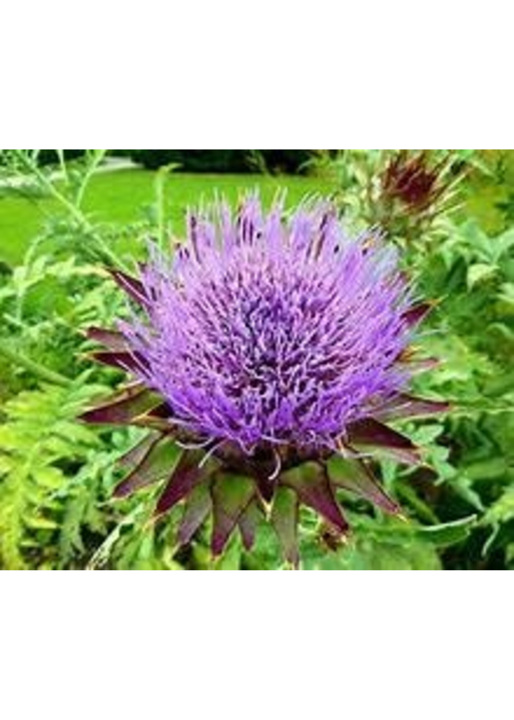 Heirloom Seeds(BIRRI) Artichoke Green Globe