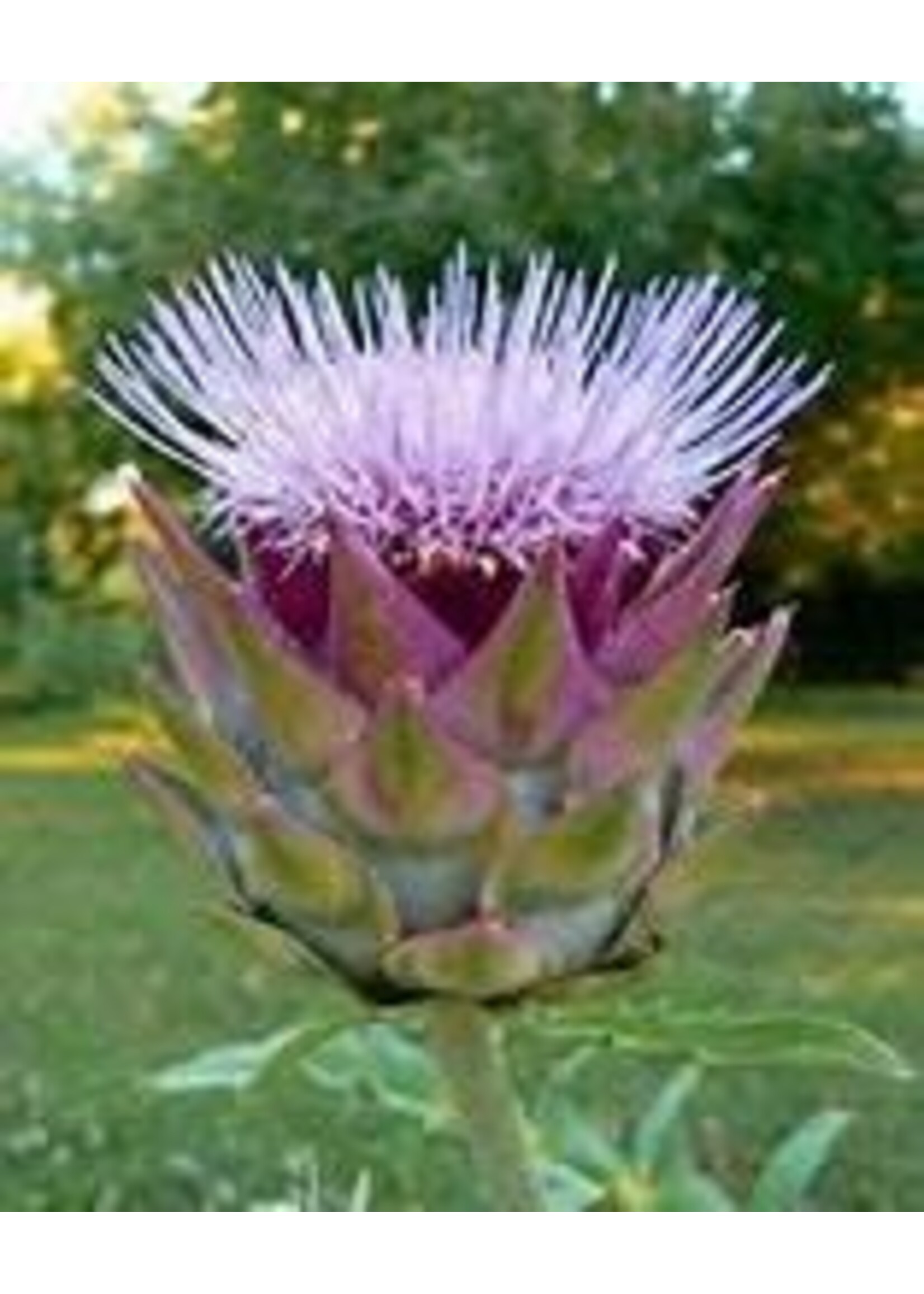 Heirloom Seeds(BIRRI) Artichoke Green Globe