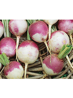 Heirloom Seeds(BIRRI) Turnip – Purple Top White Globe
