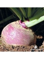 Heirloom Seeds(BIRRI) Rutabaga – American Purple Top
