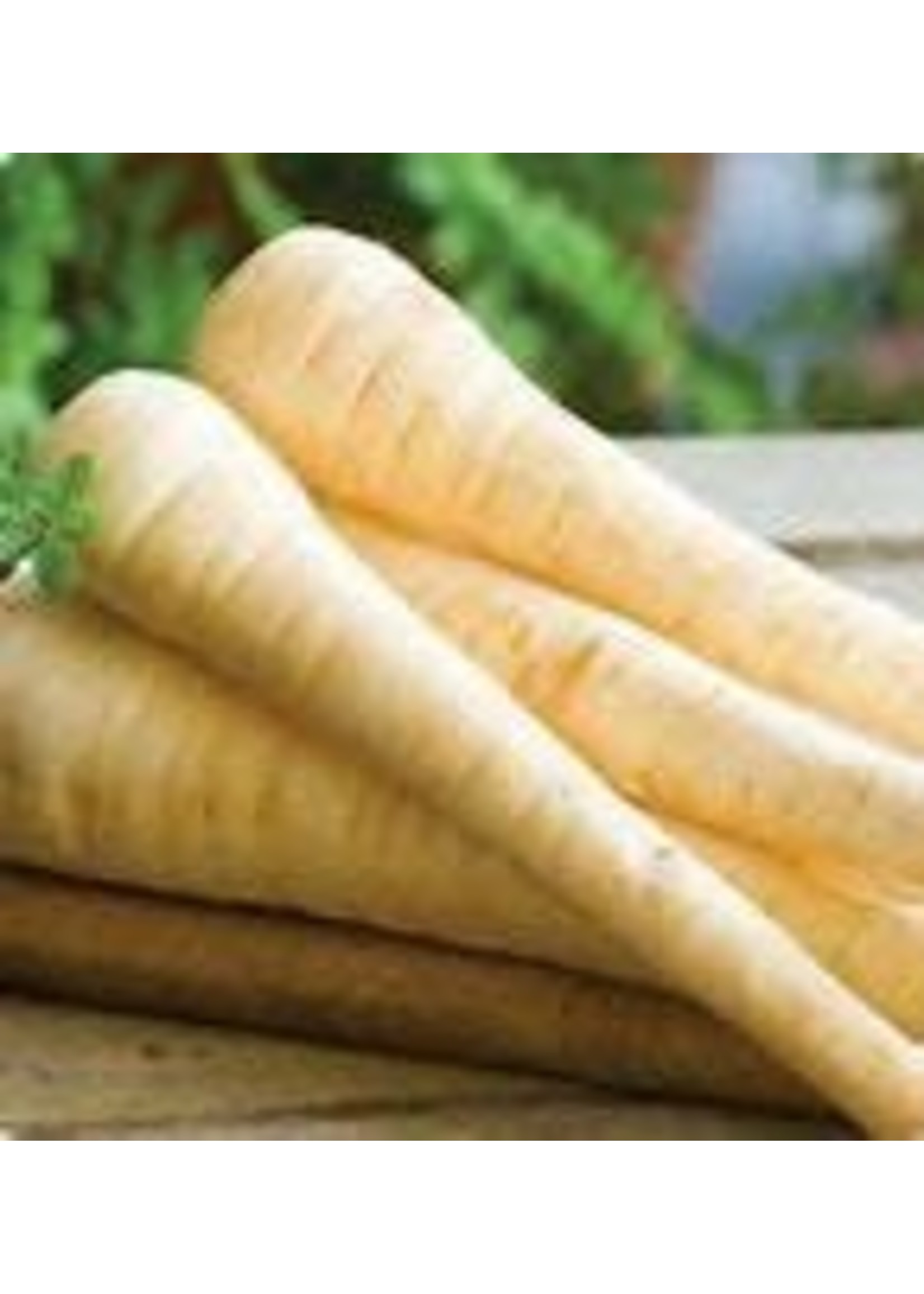 Heirloom Seeds(BIRRI) Parsnip – Hollow Crown