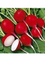 Heirloom Seeds(BIRRI) Radish – Red Cherry Belle