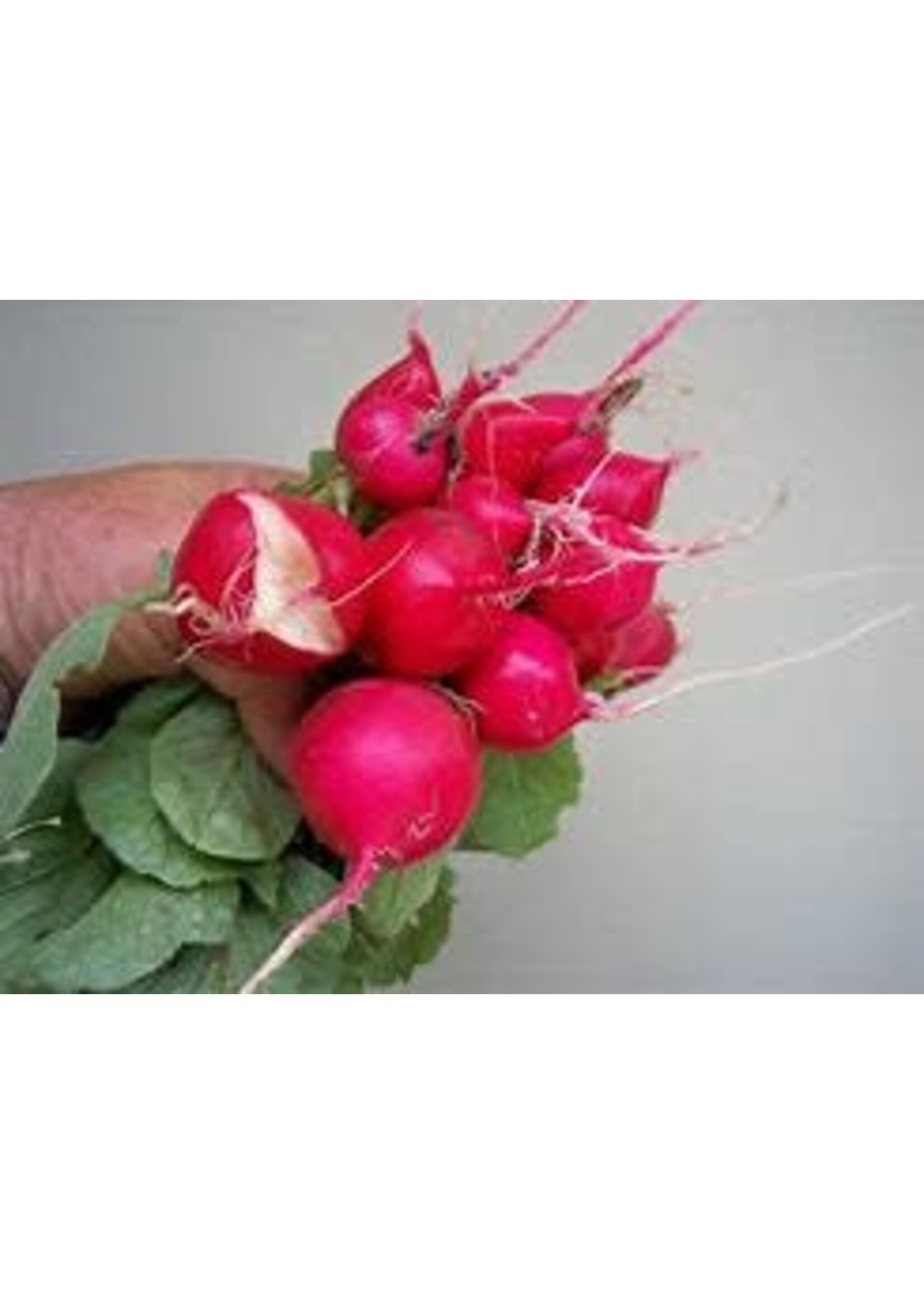 Heirloom Seeds(BIRRI) Radish – Red Cherry Belle