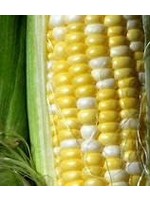 Heirloom Seeds(BIRRI) Corn – Honey & Cream