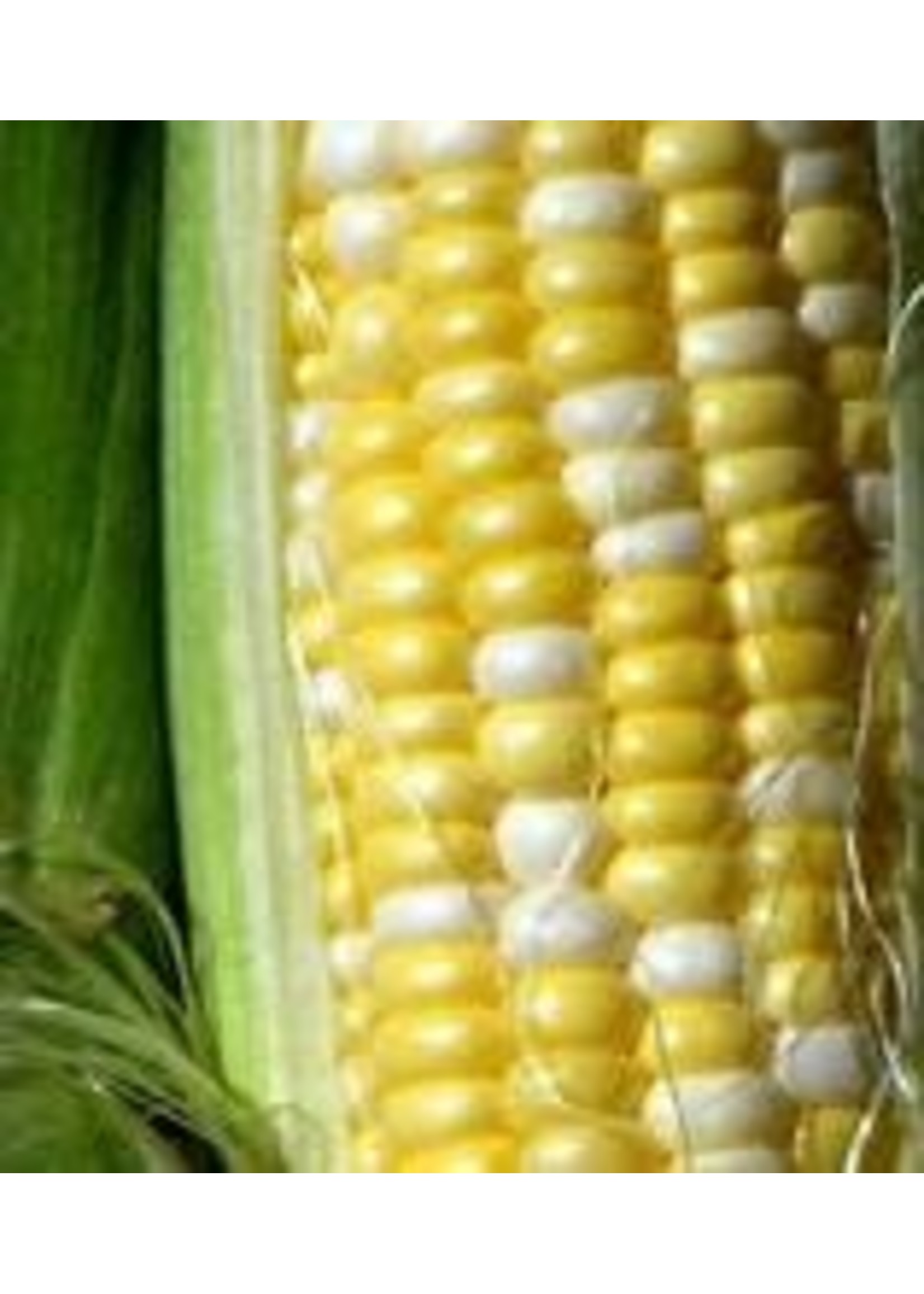 Heirloom Seeds(BIRRI) Corn – Honey & Cream