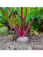 Heirloom Seeds(BIRRI) Beets – Red Early Wonder