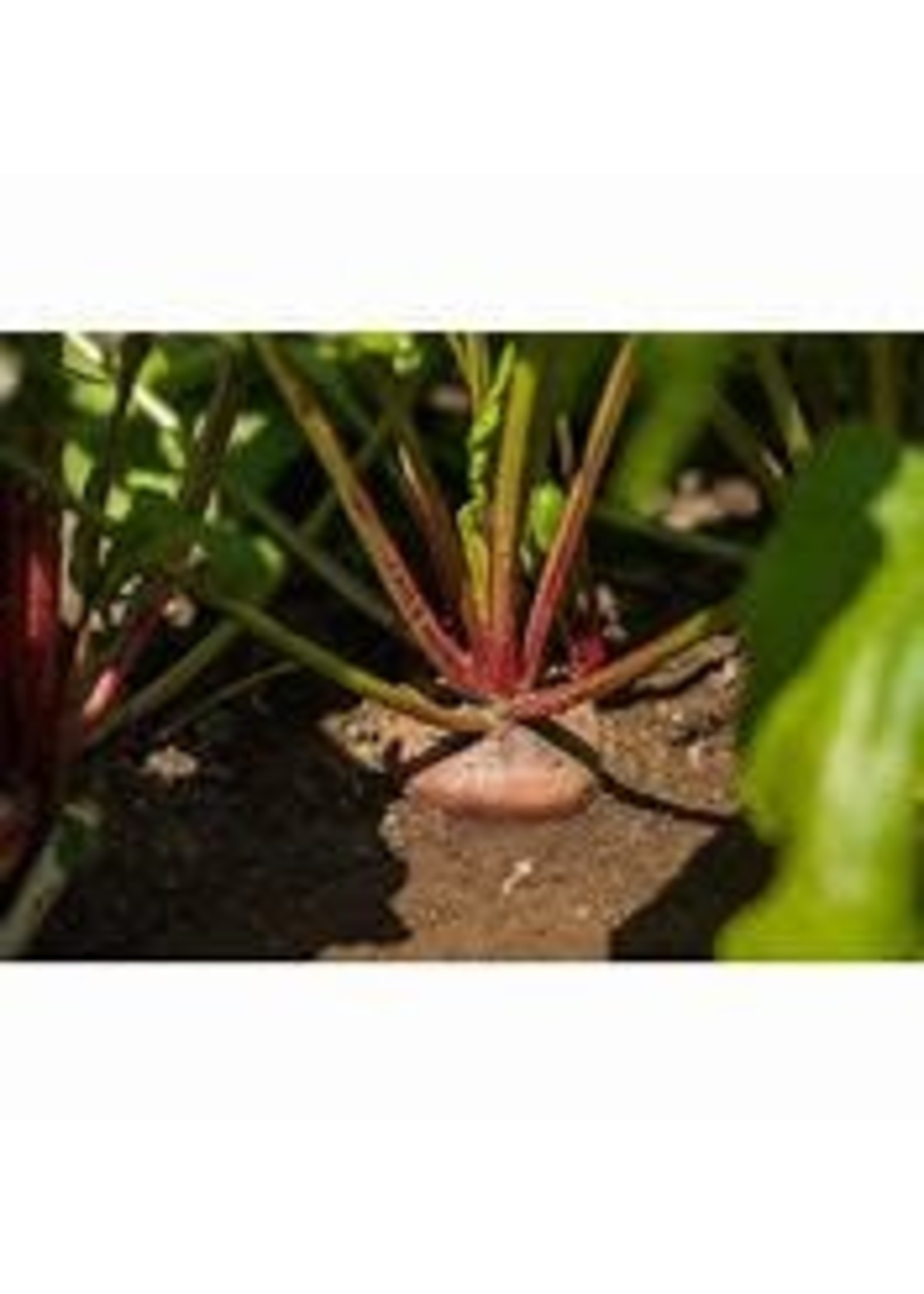 Heirloom Seeds(BIRRI) Beets –Pink White- Chioggia