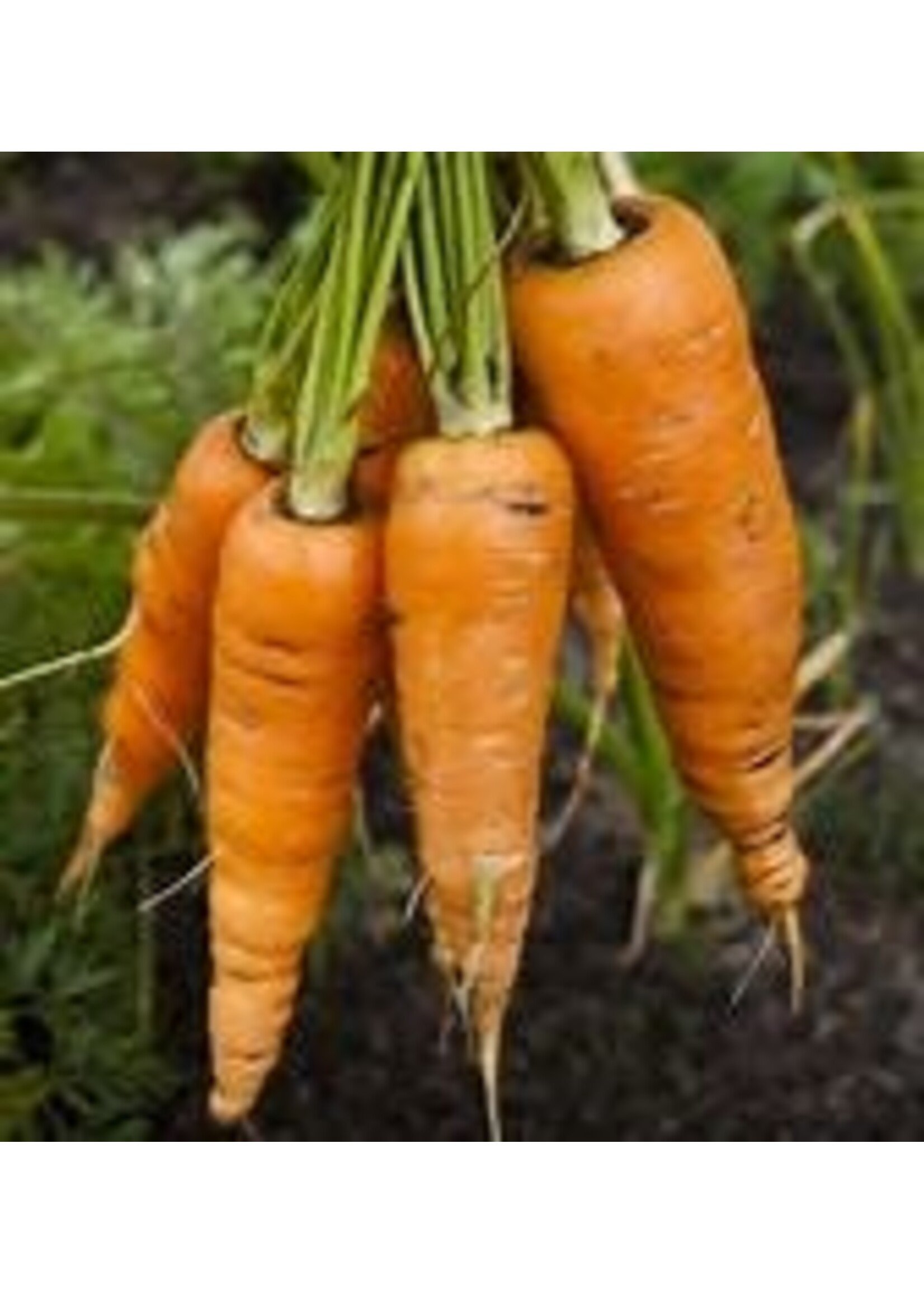 Heirloom Seeds(BIRRI) Carrots – Danvers