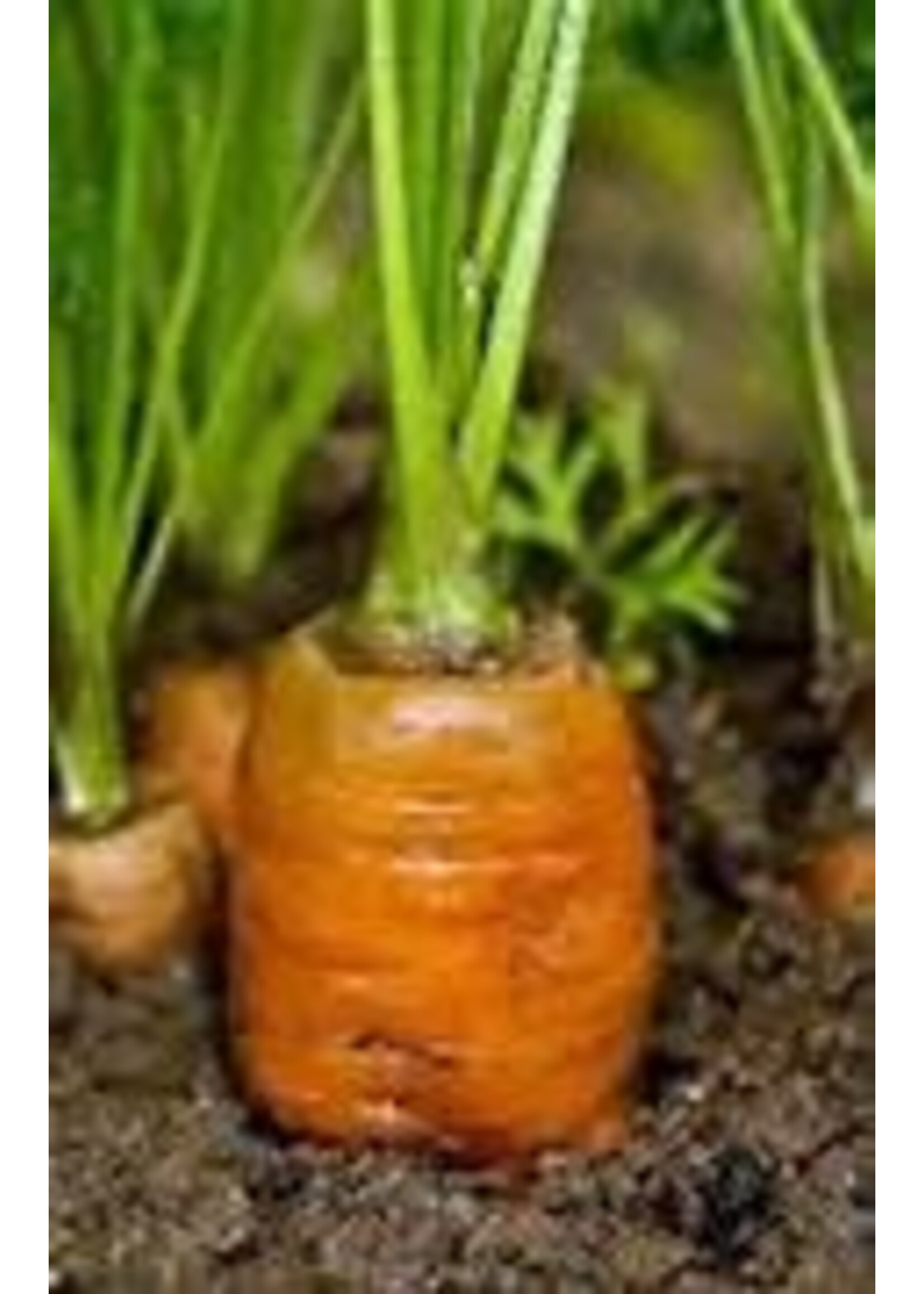 Heirloom Seeds(BIRRI) Carrots – Danvers