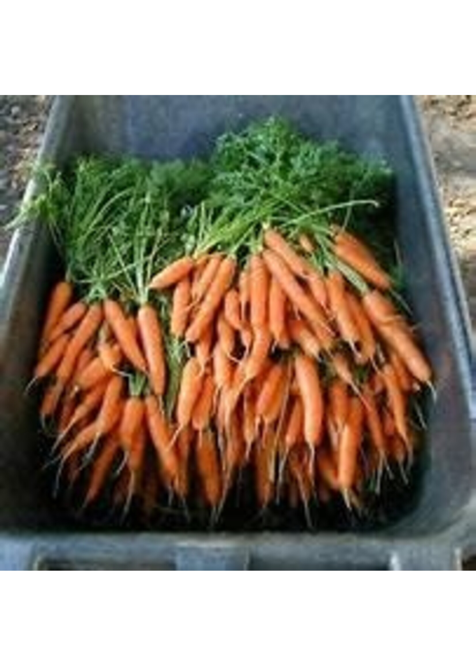 Heirloom Seeds(BIRRI) Carrots – Nantes