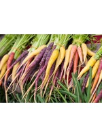 Heirloom Seeds(BIRRI) Carrots – Rainbow Blend