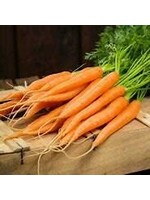 Heirloom Seeds(BIRRI) Carrots– Tendersweet