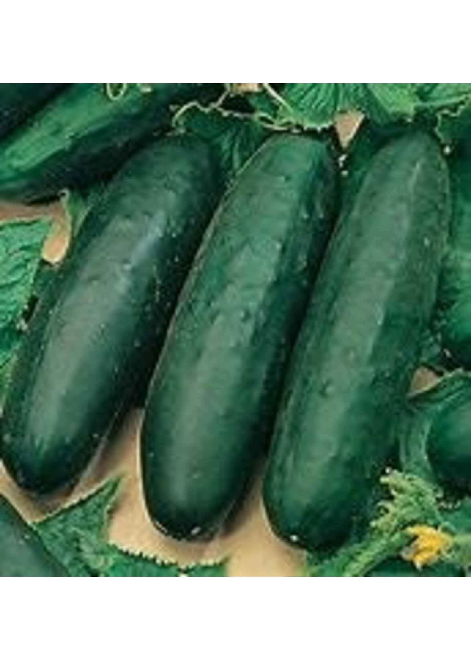 Heirloom Seeds(BIRRI) Cucumbers – Marketmore 76