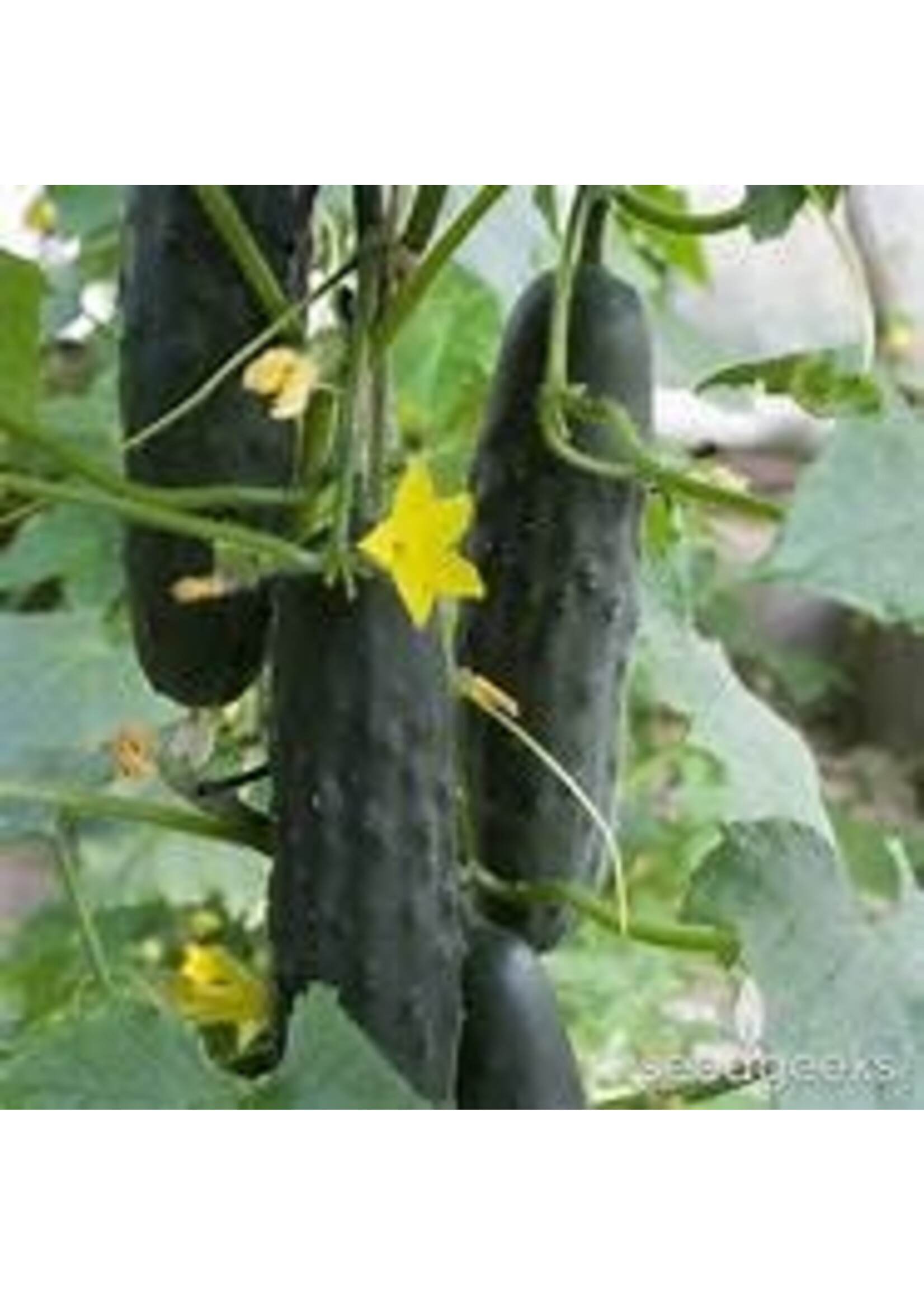 Heirloom Seeds(BIRRI) Cucumbers – Marketmore 76