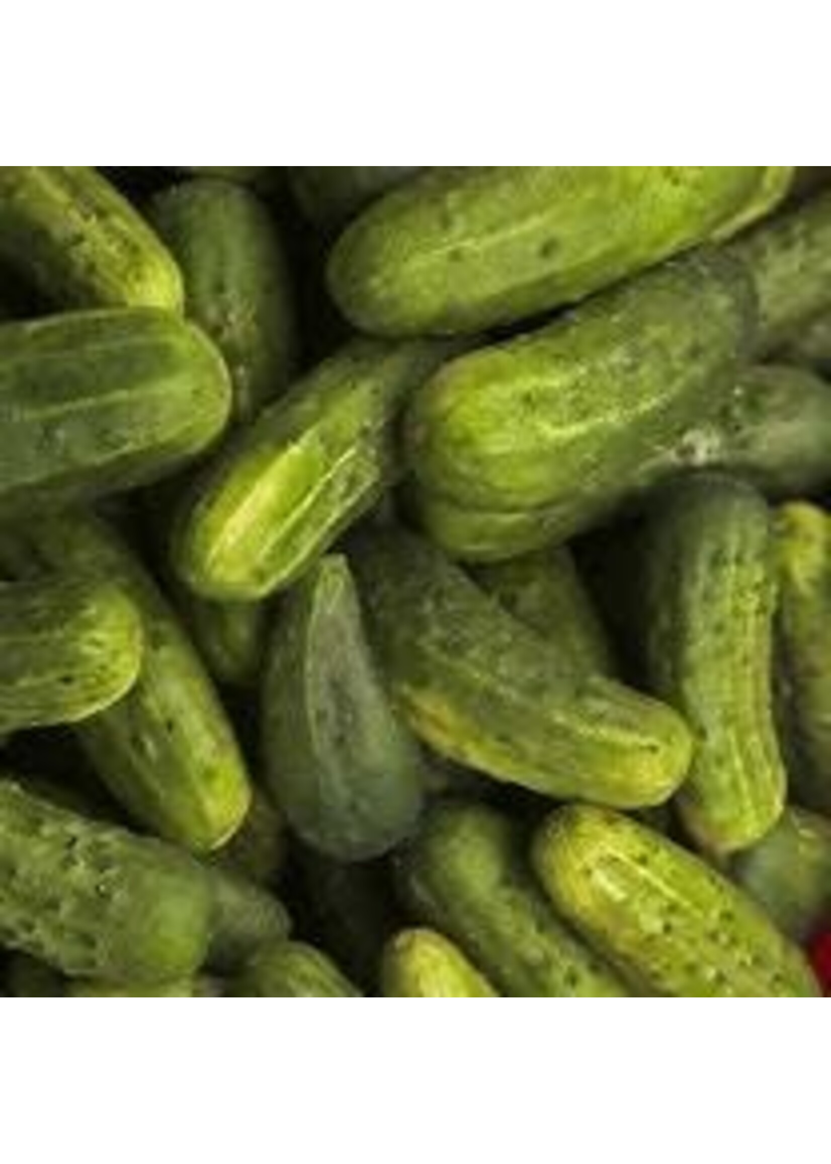 Heirloom Seeds(BIRRI) Cucumbers – National Pickling