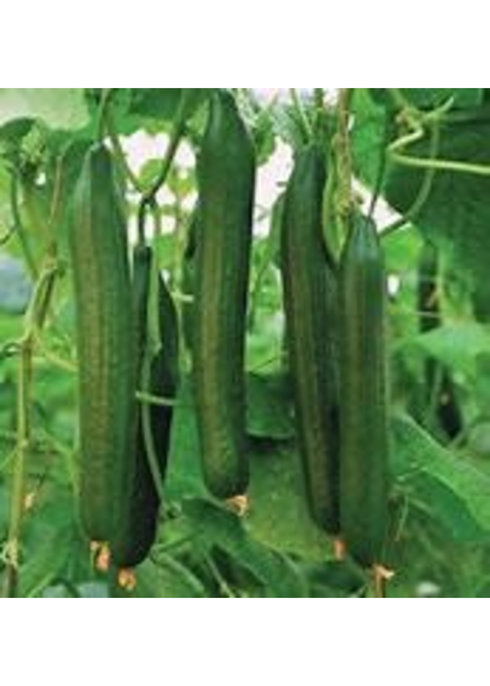 Heirloom Seeds(BIRRI) Cucumbers – English Telegraph