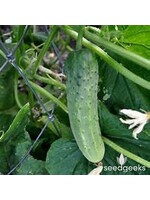 Heirloom Seeds(BIRRI) Cucumbers – Straight Eight