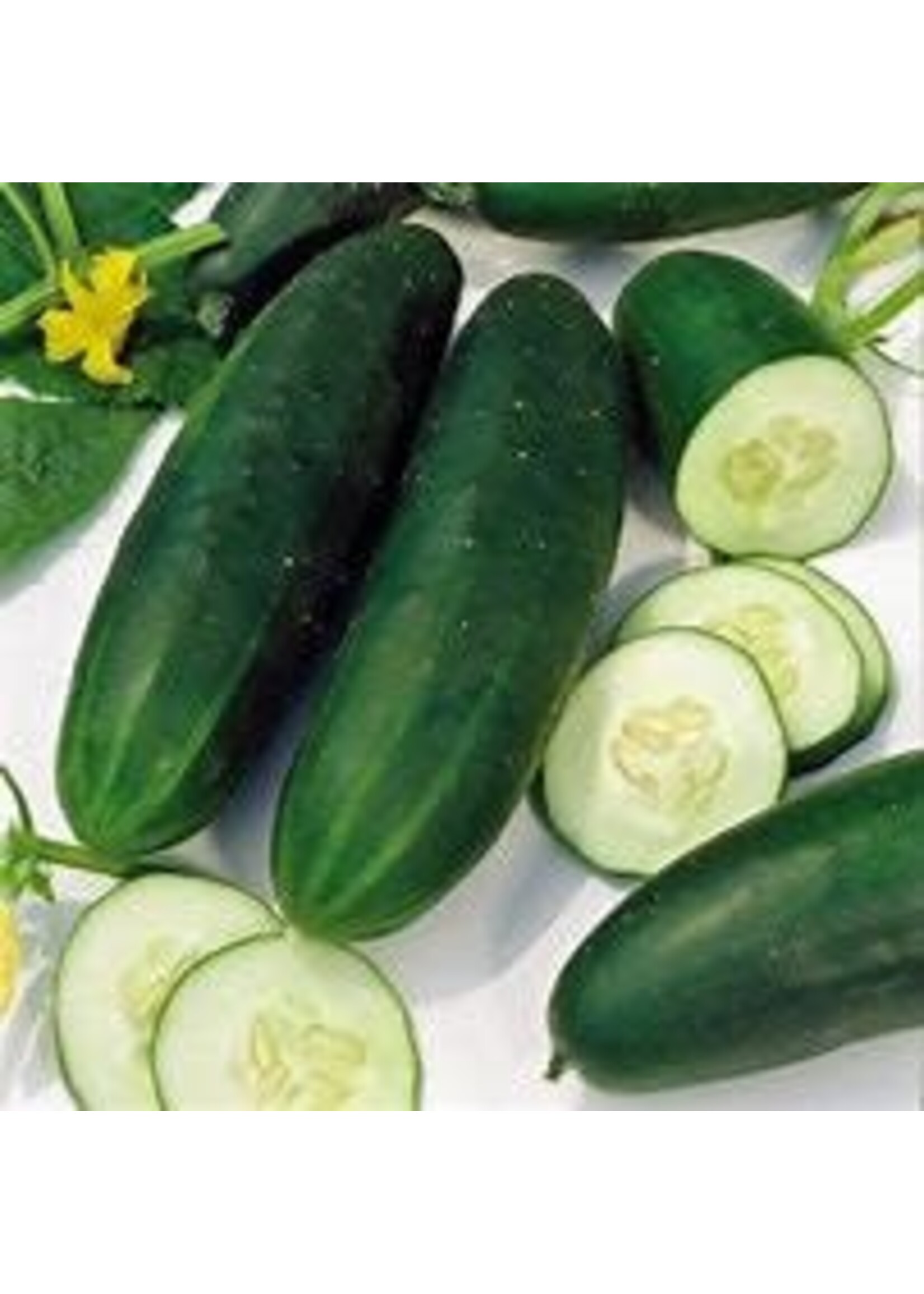 Heirloom Seeds(BIRRI) Cucumbers – Straight Eight