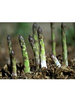 Heirloom Seeds(BIRRI) Asparagus – Mary Washington