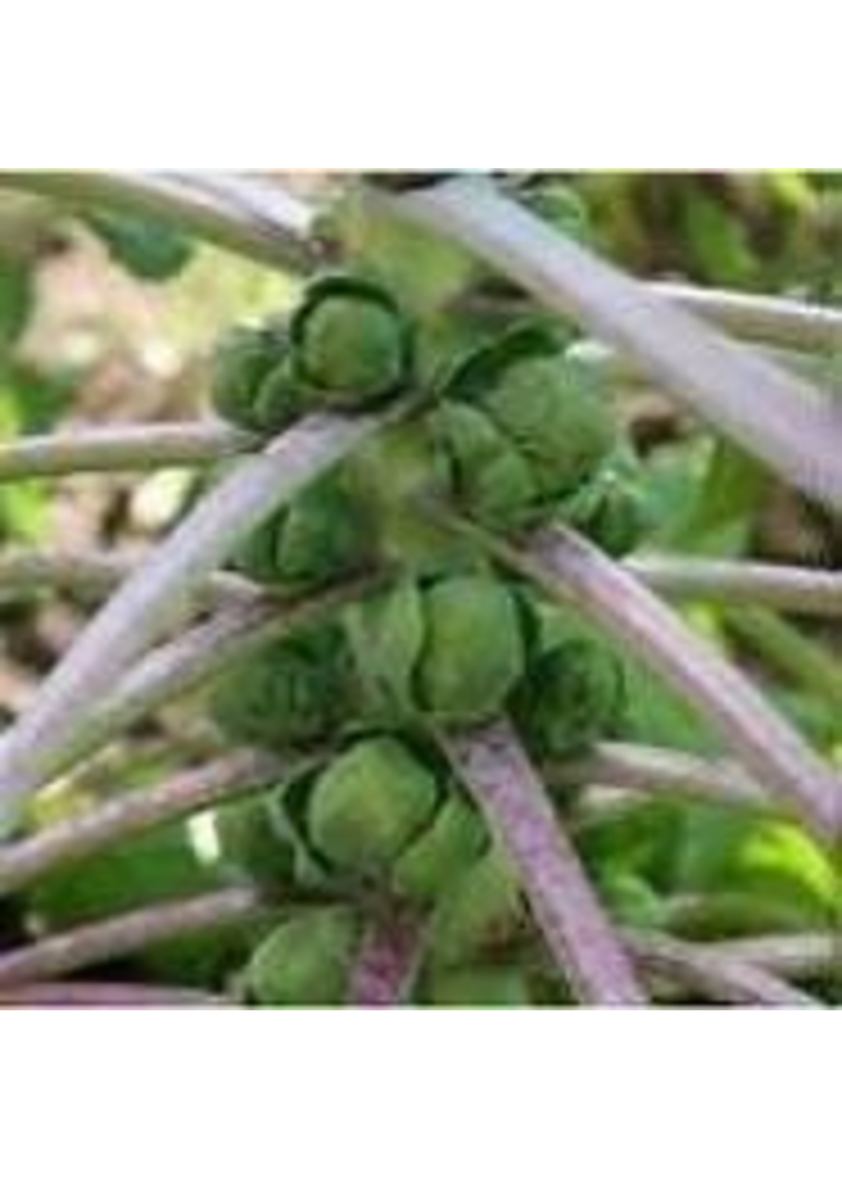 Heirloom Seeds(BIRRI) Brussels sprouts Long Island Improved