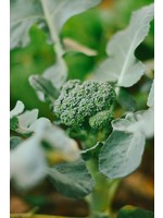 Heirloom Seeds(BIRRI) Broccoli – Green Sprouting Calabrese