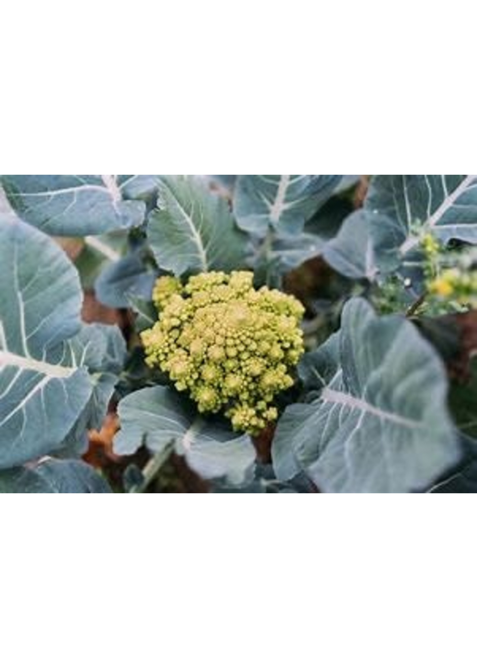 Heirloom Seeds(BIRRI) Broccoli / Cauliflower – Romanesco