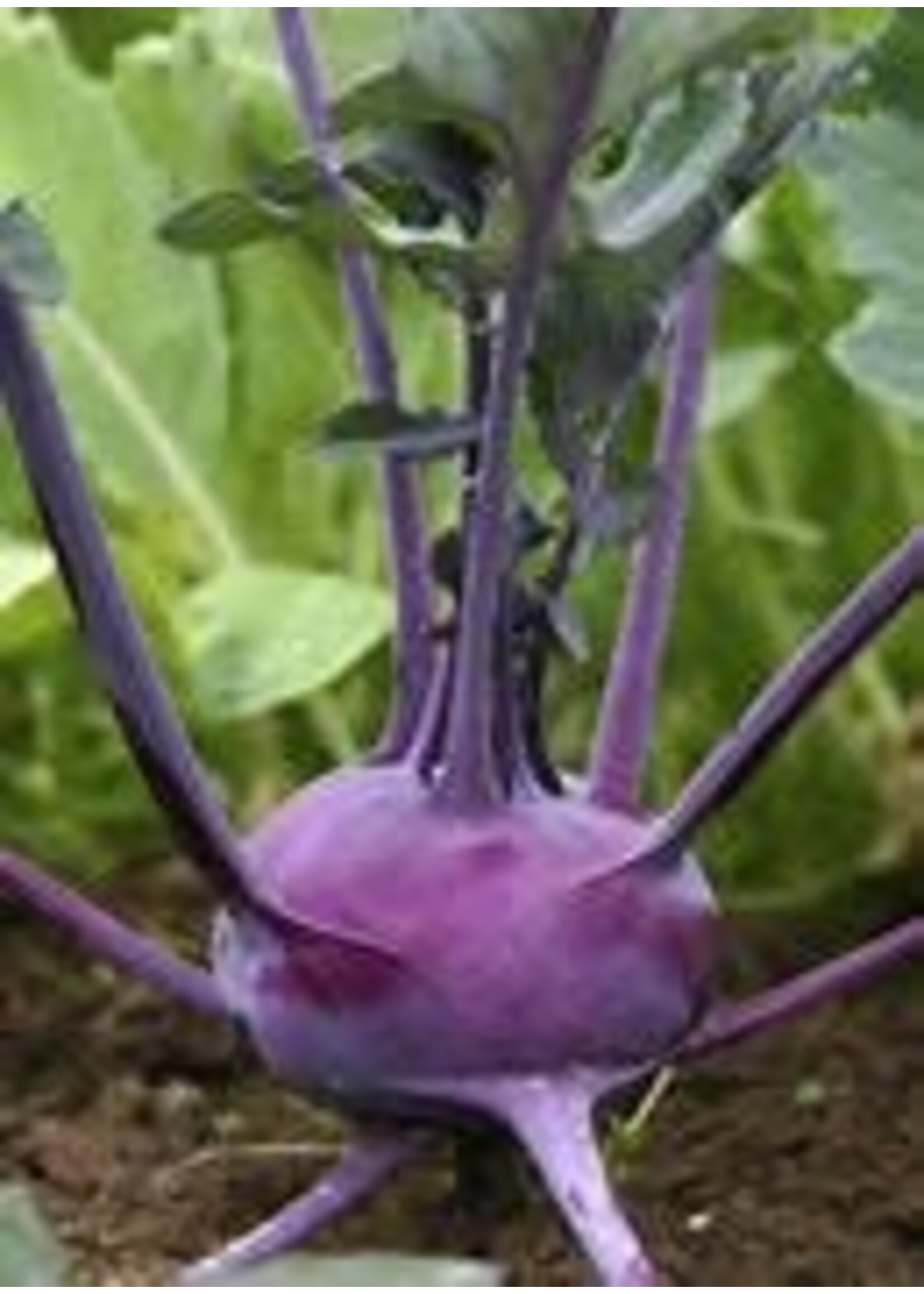 Heirloom Seeds(BIRRI) Kohlrabi (Kholrabi)– Purple Vienna